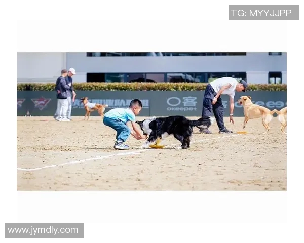 深圳飞盘队引领风潮最新飞盘技术TOP10全解析